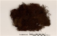 藏品(鬍子菘蘿)的圖片